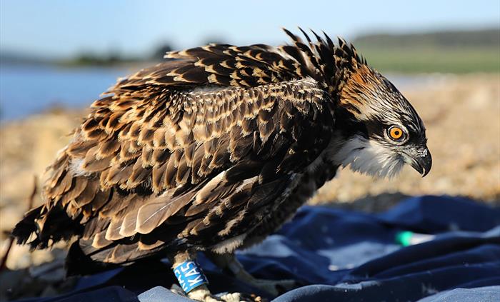 Osprey fledgling (Brenig Osprey Project)